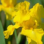 Flowers 240