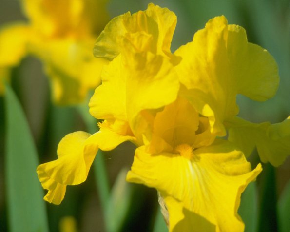 Flowers 240