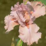 Flowers 241