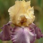 Flowers 242