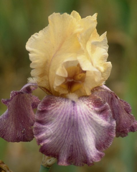 Flowers 242