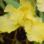 Flowers 243