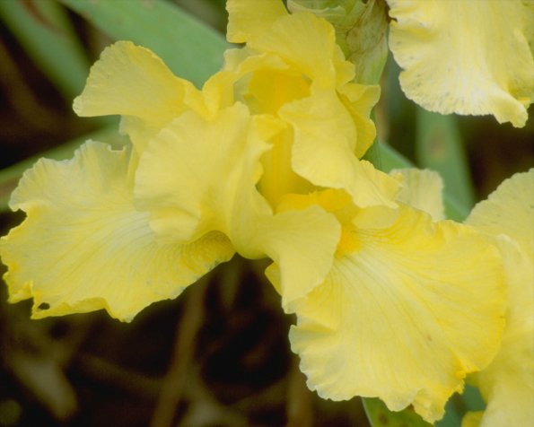 Flowers 243