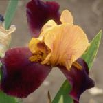 Flowers 244