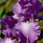 Flowers 245