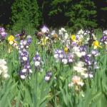 Flowers 246