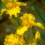 Flowers 247