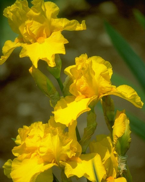 Flowers 247