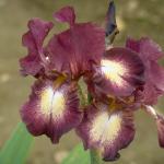 Flowers 248