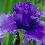 Flowers 249
