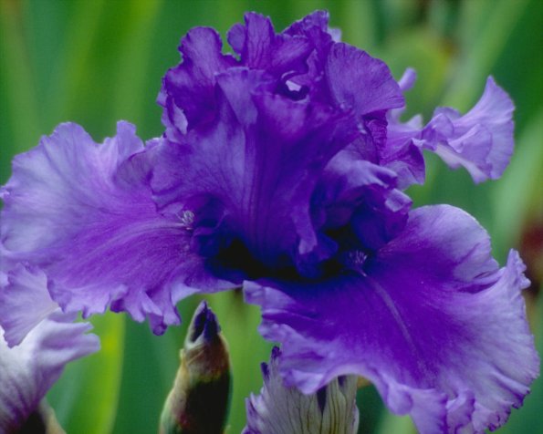Flowers 249