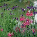 Flowers 250