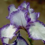 Flowers 251