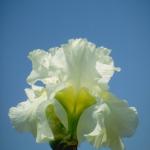 Flowers 252
