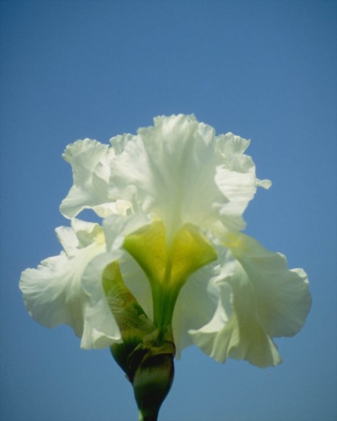 Flowers 252