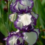 Flowers 253