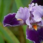 Flowers 254
