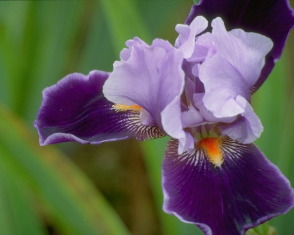 Flowers 254