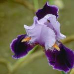 Flowers 255