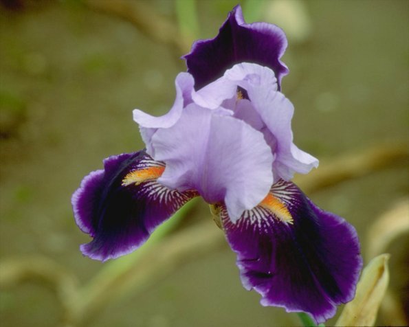 Flowers 255
