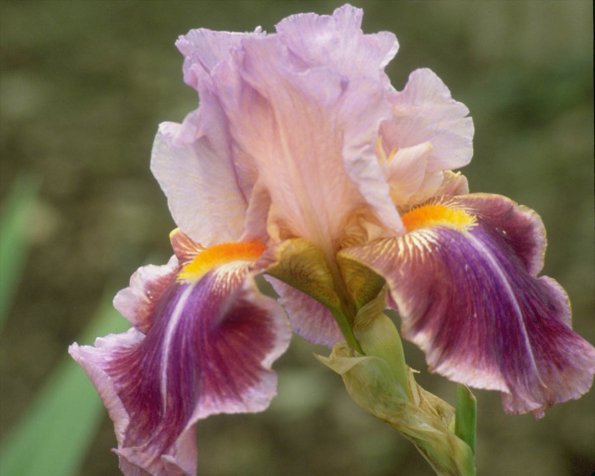 Flowers 256