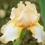Flowers 257