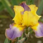 Flowers 258