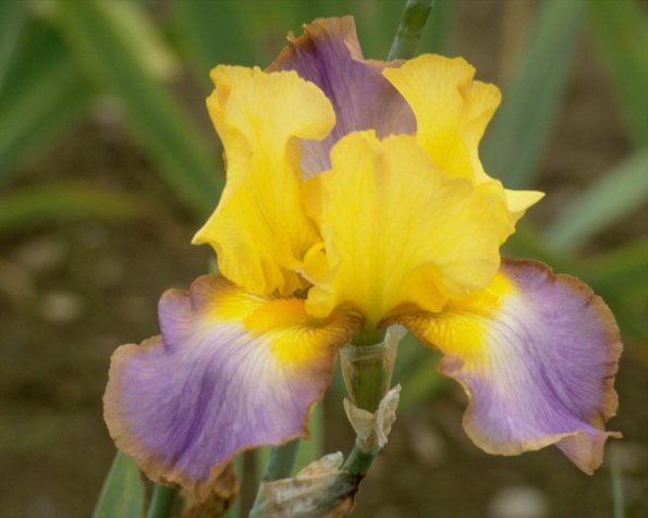 Flowers 258