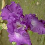 Flowers 259