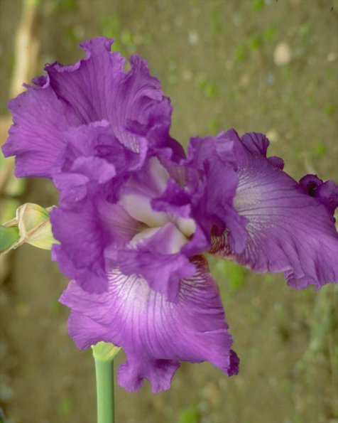 Flowers 259