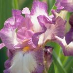 Flowers 260