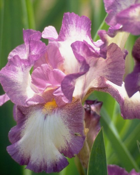 Flowers 260