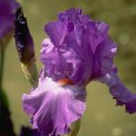 Flowers 261