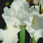 Flowers 262