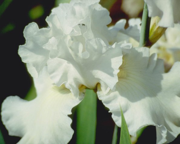 Flowers 262