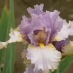 Flowers 263