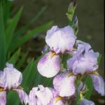 Flowers 264