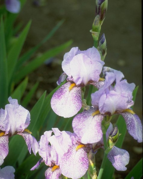 Flowers 264