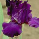 Flowers 265