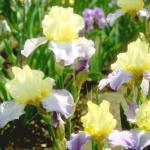 Flowers 266