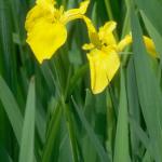 Flowers 267
