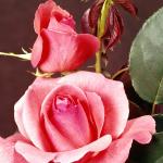 Flowers 268