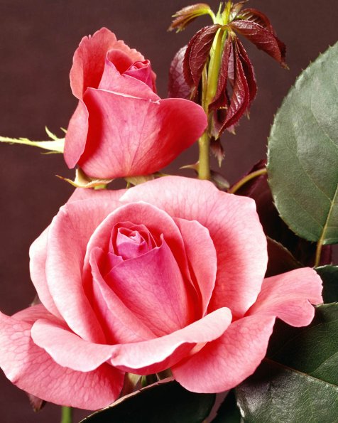Flowers 268