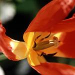 Flowers 269
