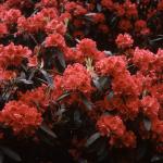 Flowers 270