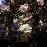 Flowers 271