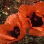 Flowers 272