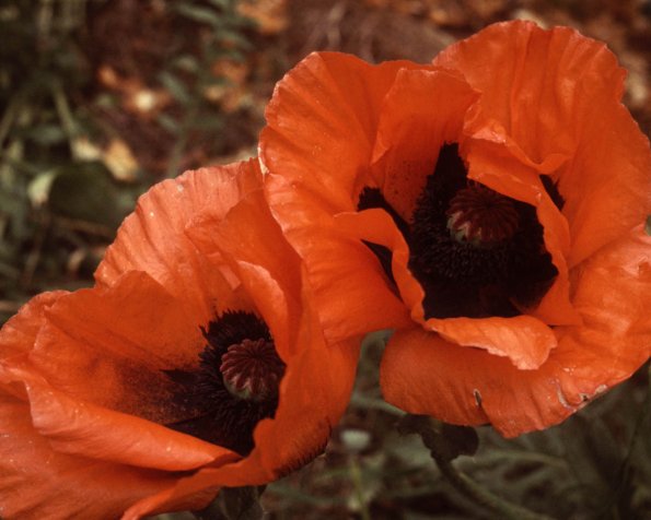 Flowers 272