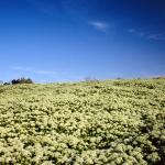 Flowers 273