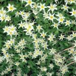 Flowers 274